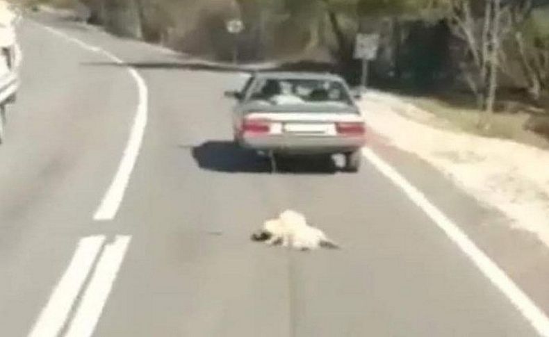 Köpeği otomobilin arkasına bağlayıp, kilometrelerce sürüklediler