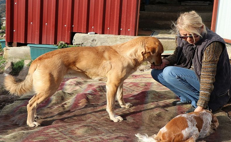 Köpekleri için Türkiye'de yaşamayı seçti