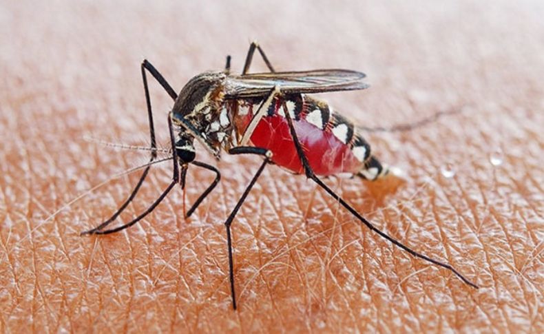 Koronavirüs salgınında sinek ve böcek sıkıntısı!