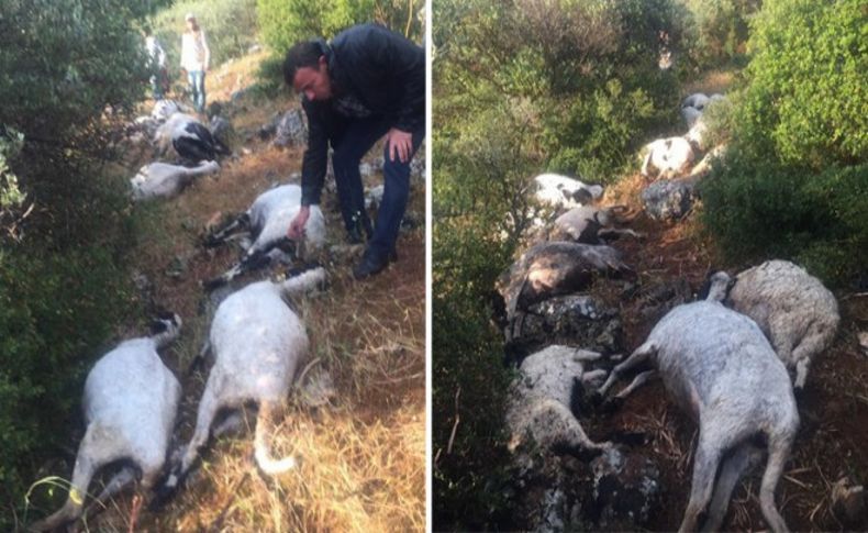 Sürüye yıldırım düştü 32 koyun telef oldu