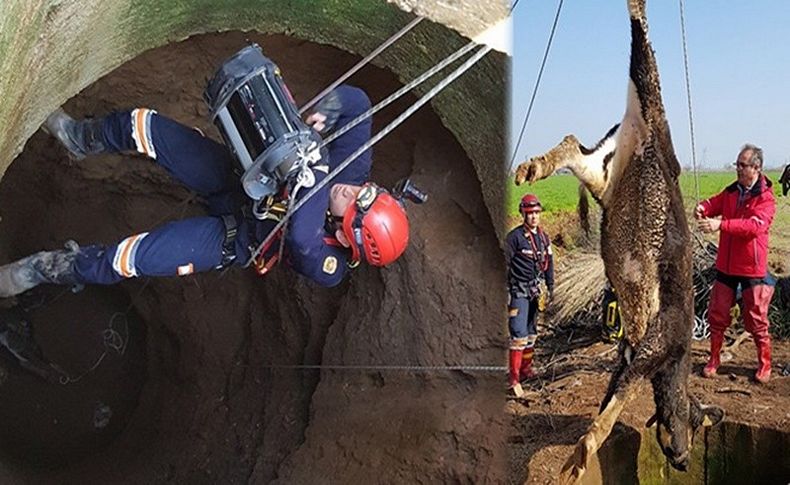 Kuyuya düşen inek operasyonla kurtarıldı
