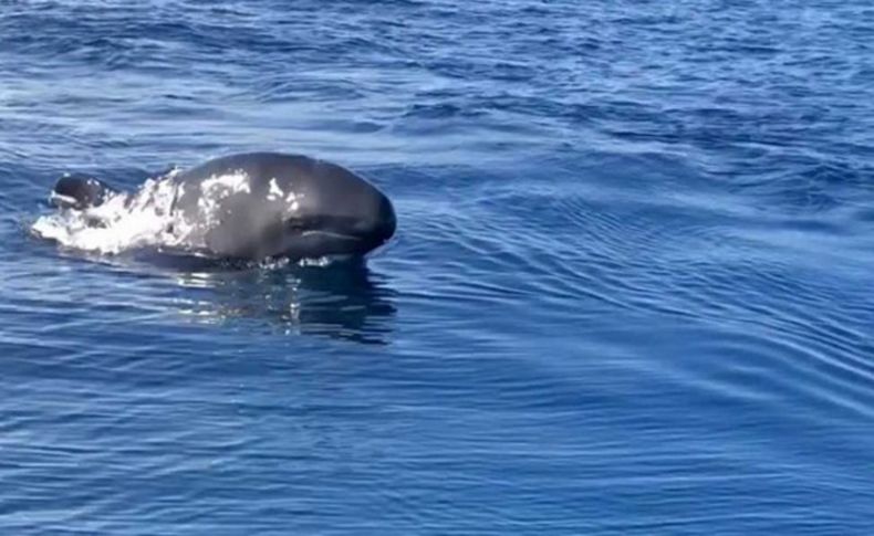 Kuzey Ege’de ilk defa görüntülendiler...Yalancı katil balina