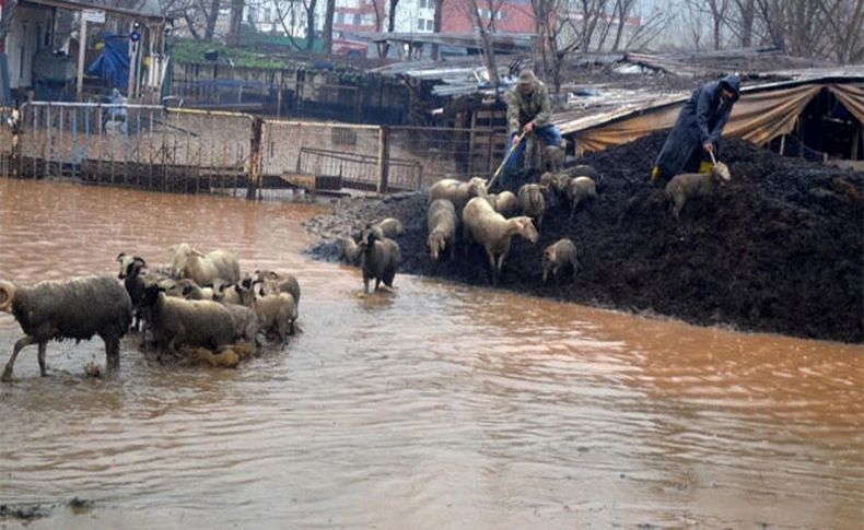 Manisa'da çok acı haber: Su basan çiftlikte koyunlar telef oldu
