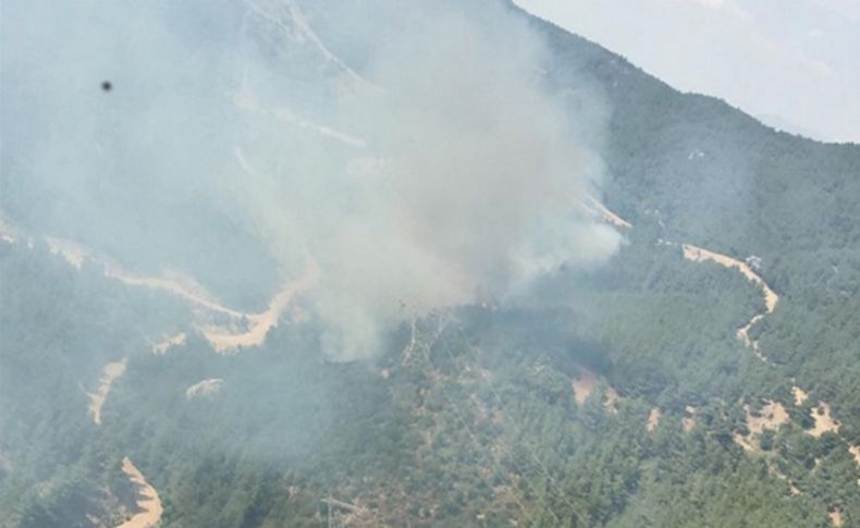 Menderes'te yine orman yangını çıktı!