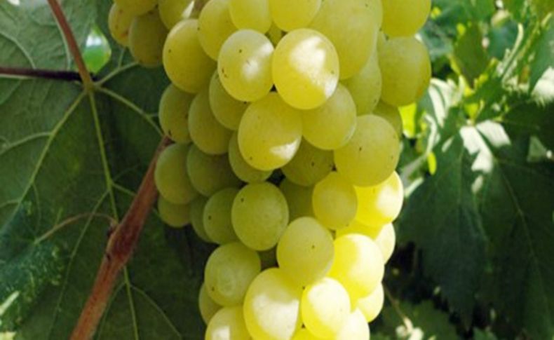 Mersin’de 45 bin dekarlık alanda 70 bin ton ‘Tarsus beyazı üzüm’ yetiştiriliyor