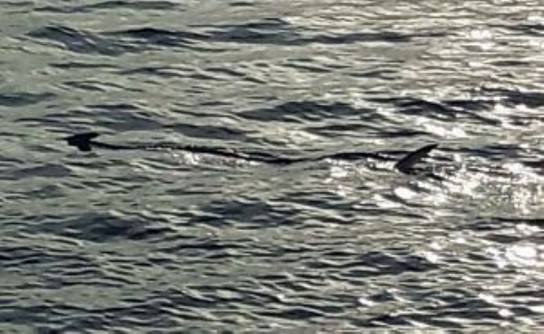 Muğla’da balıkçıların 'köpek balığı' şaşkınlığı