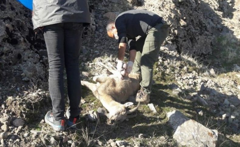 Nesli tehlike altında olan 7 yaban keçisi ölü bulundu