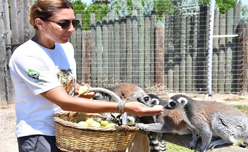 Lemurlar organik besleniyor