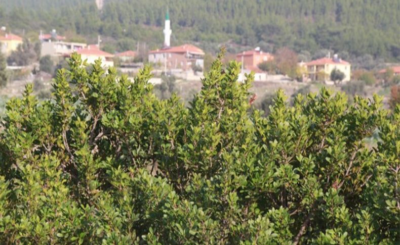 Orman ve Su İşleri Bakanlığı İzmir’de sakız ormanları kuruyor