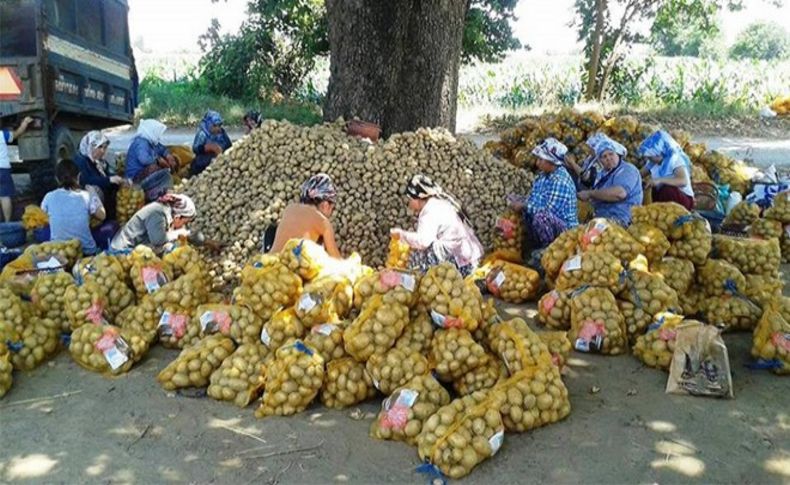 Patates üreticilerine bir destek de Narlıdere Belediyesi'nden