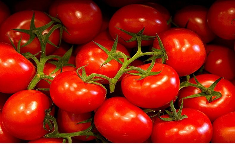 Rusya'ya domates ihracatı 5'e katlandı