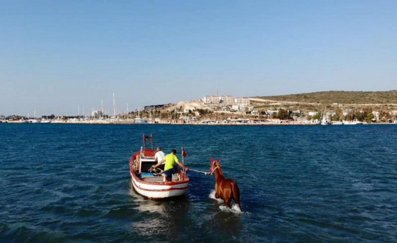 Sakatlanan yarış atlarına denizde terapi