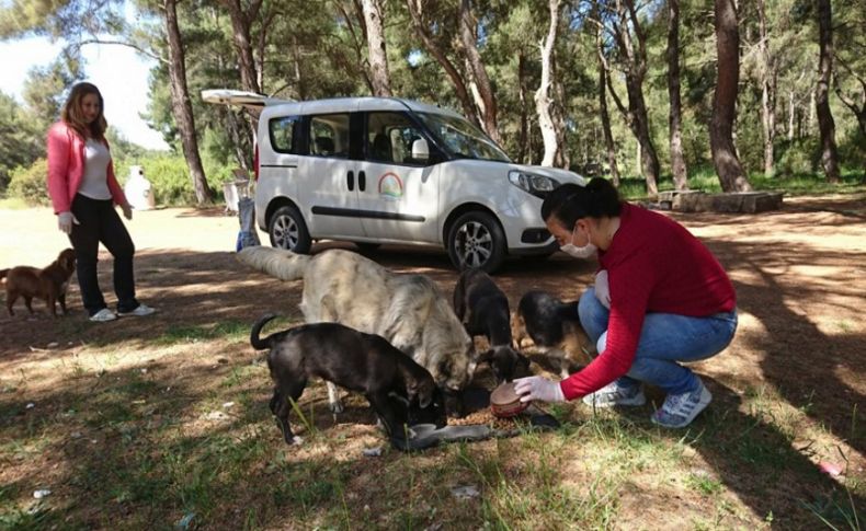 Sokak hayvanları İzmir İl Tarım ve Orman Müdürlüğü’ne emanet