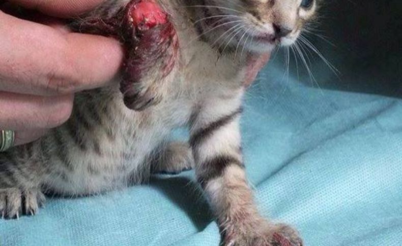 Suriye'de Esed rejiminin ağır yaraladığı kediyi muhalifler tedavi etti
