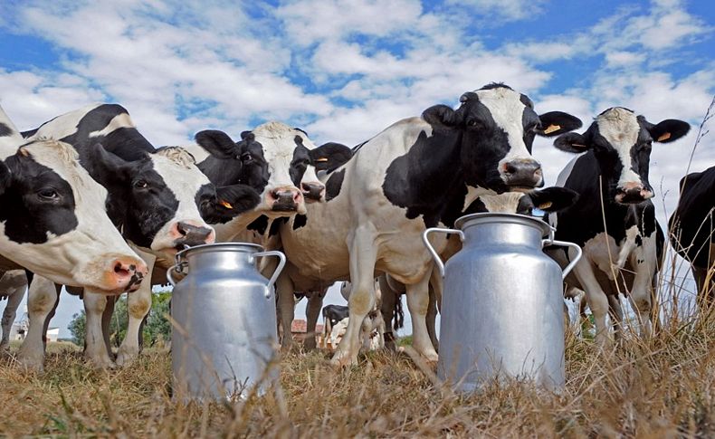 Süt üreticisi destek bekliyor