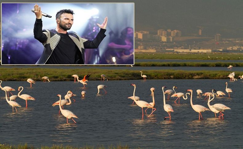 Tarkan: ÇED olumlu kararı iptali, flamingolar için sevindirici