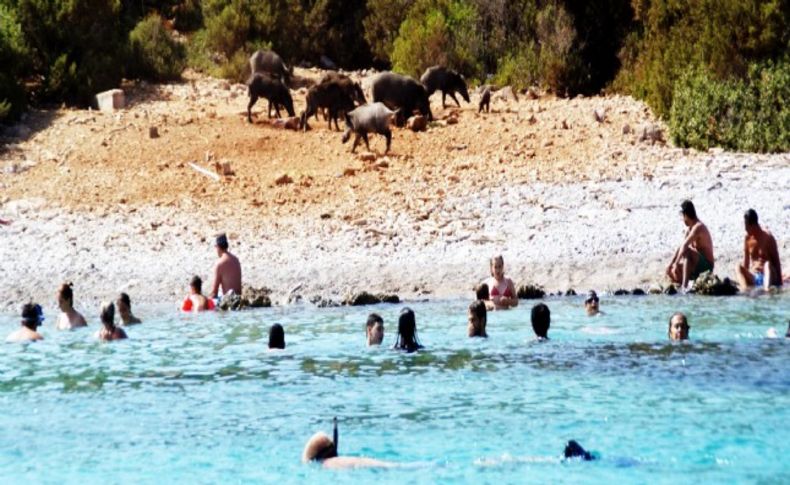 Turistler domuzlarla yüzdü