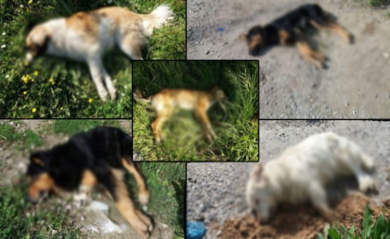 Vahşet! Muğla'da köpek katliamı