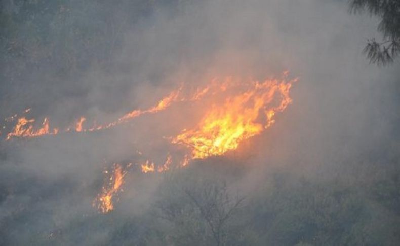 Aydın'da orman yangını: 15 hektar alan kül oldu