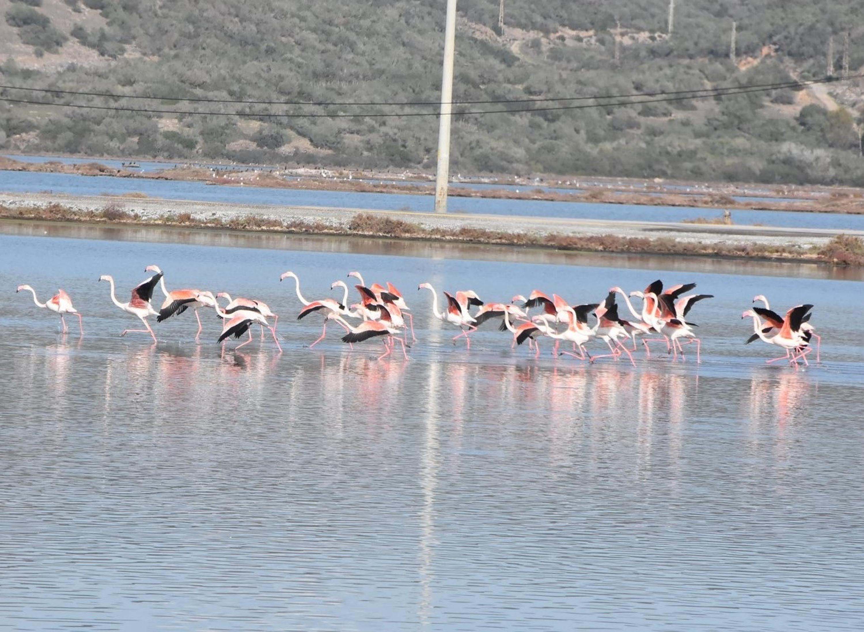 Flamingolara ev sahipliği yapan Tuzla Sulak Alanı'nda moloz yığınları