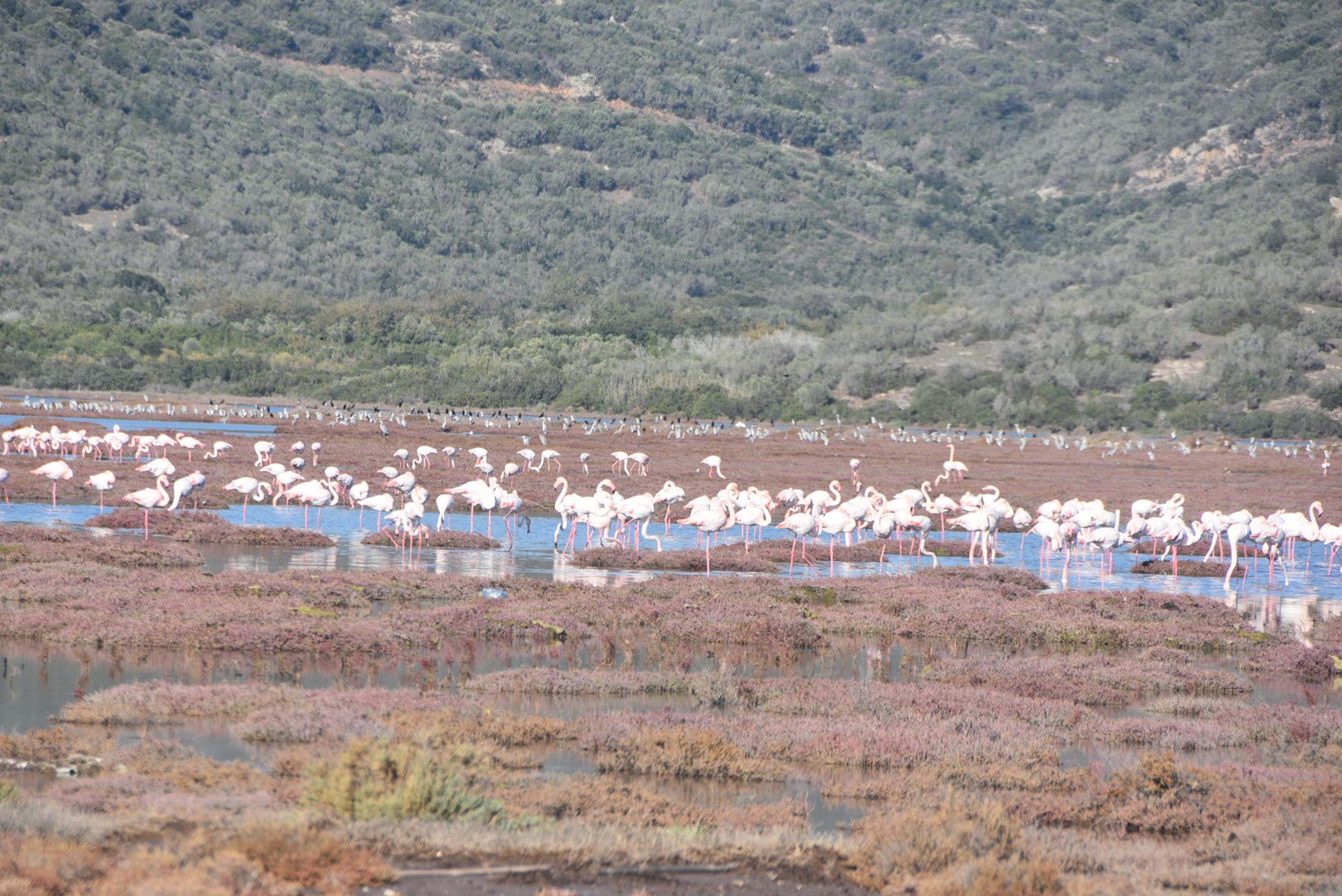 Flamingolara ev sahipliği yapan Tuzla Sulak Alanı'nda moloz yığınları