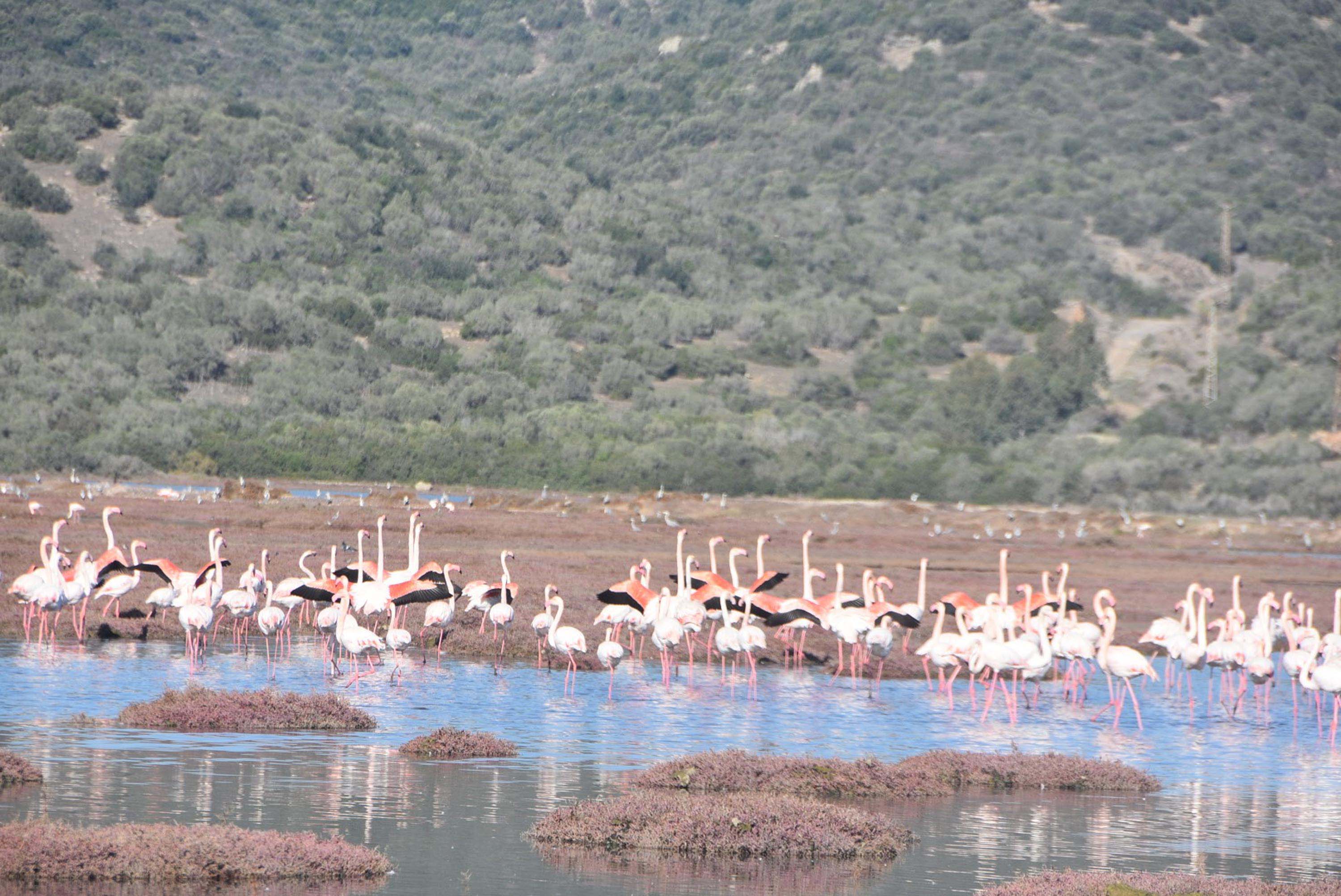 Flamingolara ev sahipliği yapan Tuzla Sulak Alanı'nda moloz yığınları