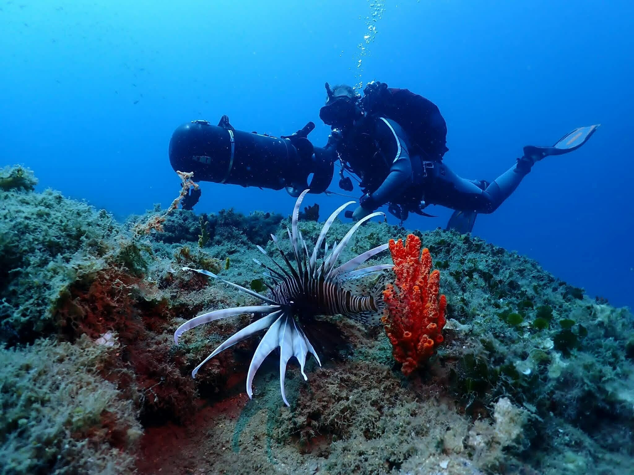 Kuşadası'nın sualtı dünyası, dalış tutkunlarının gözdesi oldu
