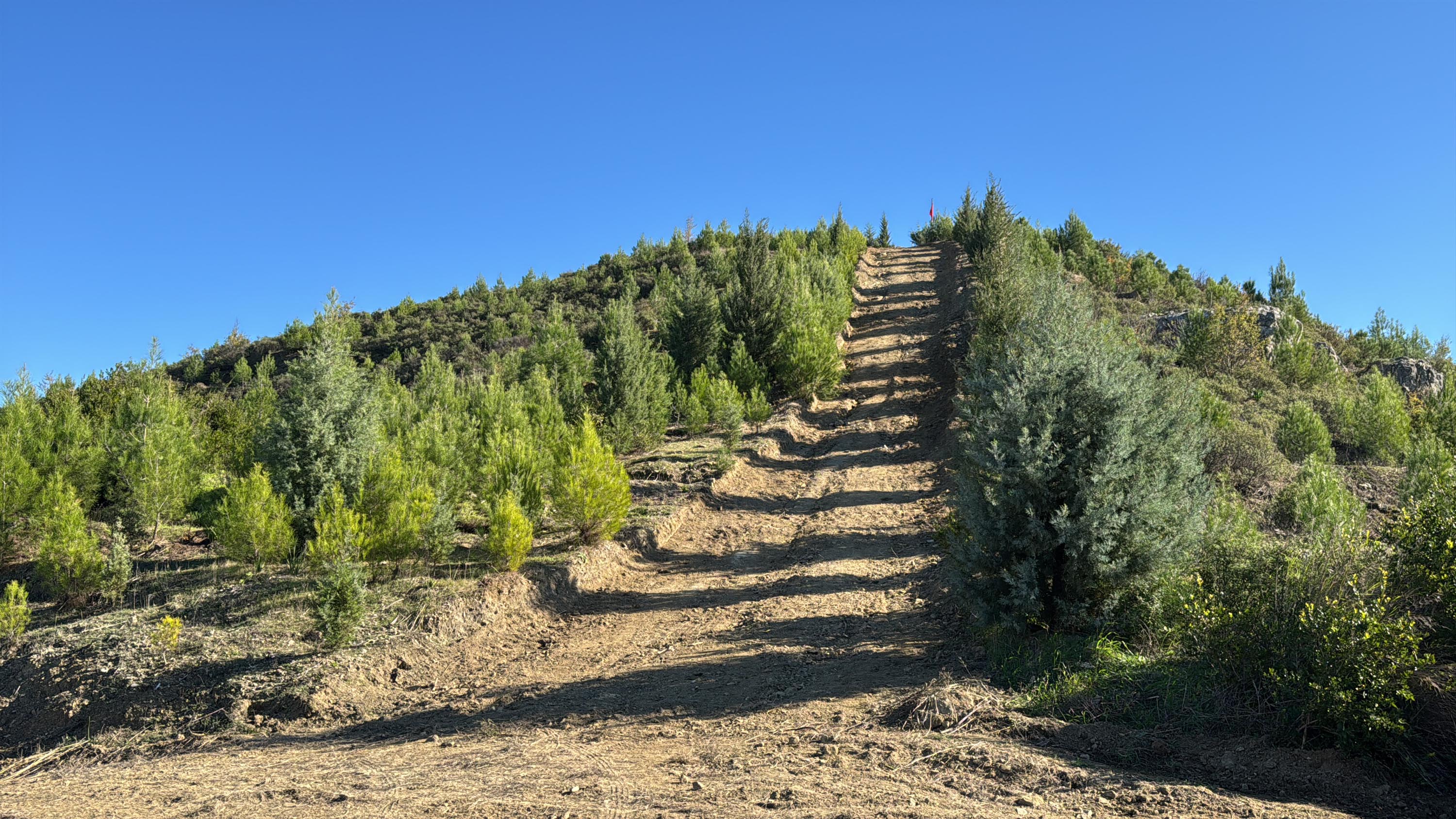Dalaman'da yanan alanlar tekrar yeşerdi