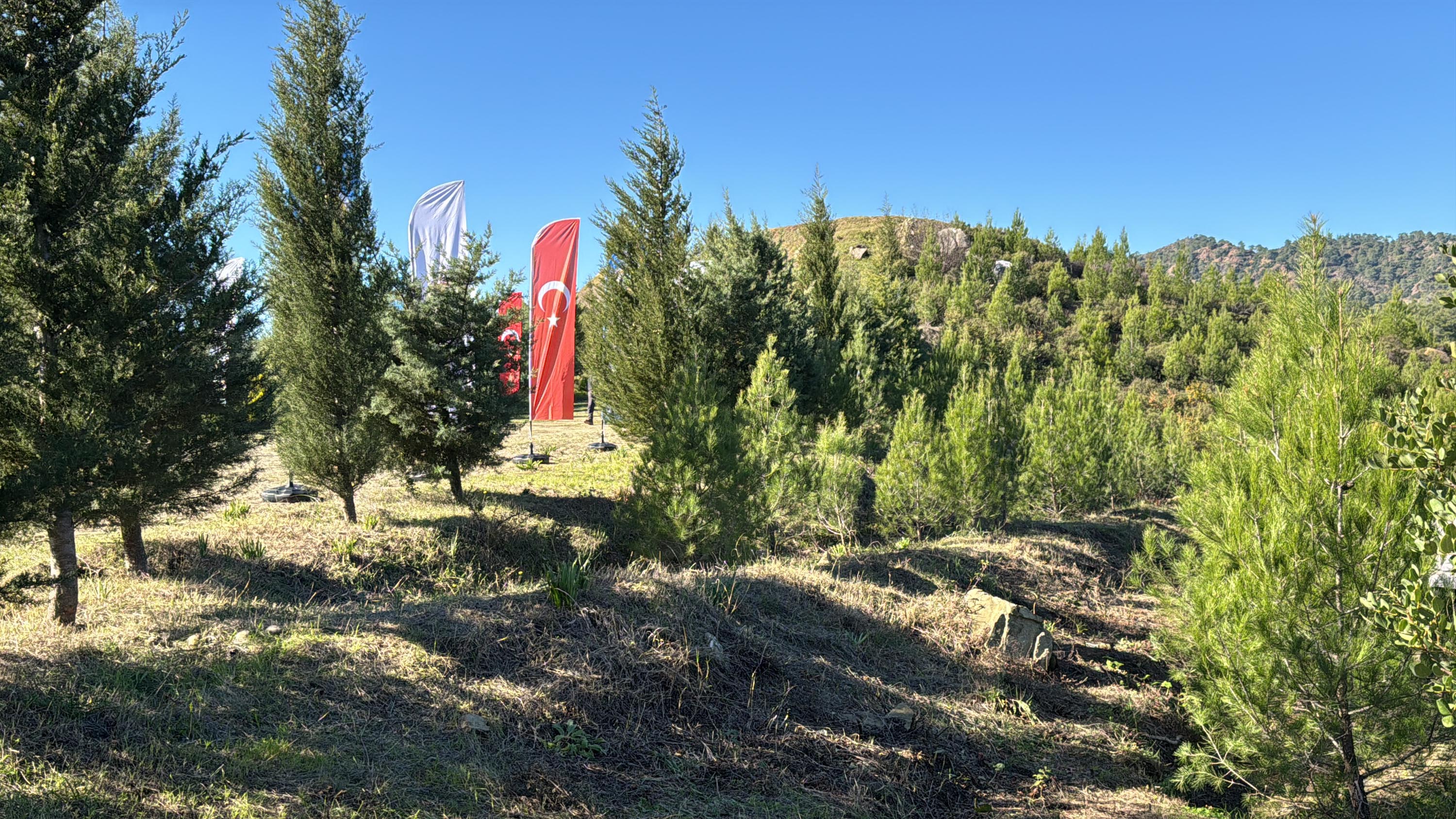 Dalaman'da yanan alanlar tekrar yeşerdi