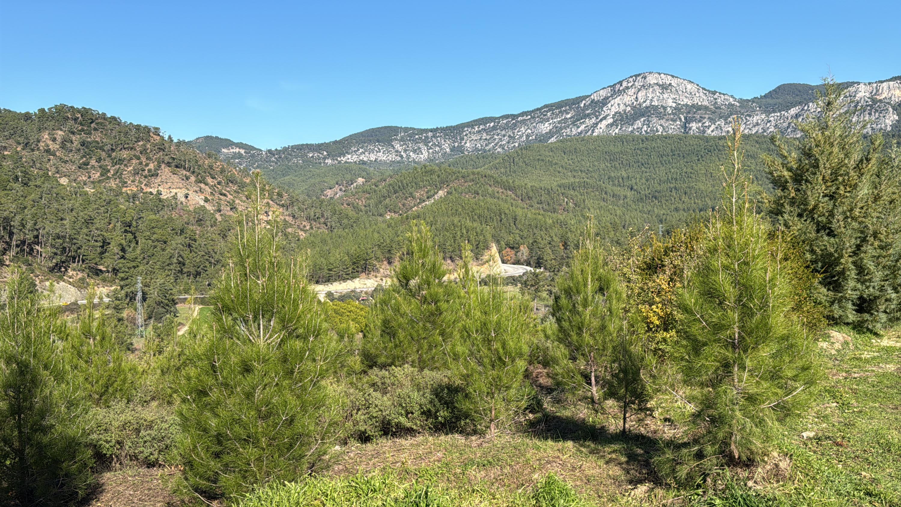 Dalaman'da yanan alanlar tekrar yeşerdi