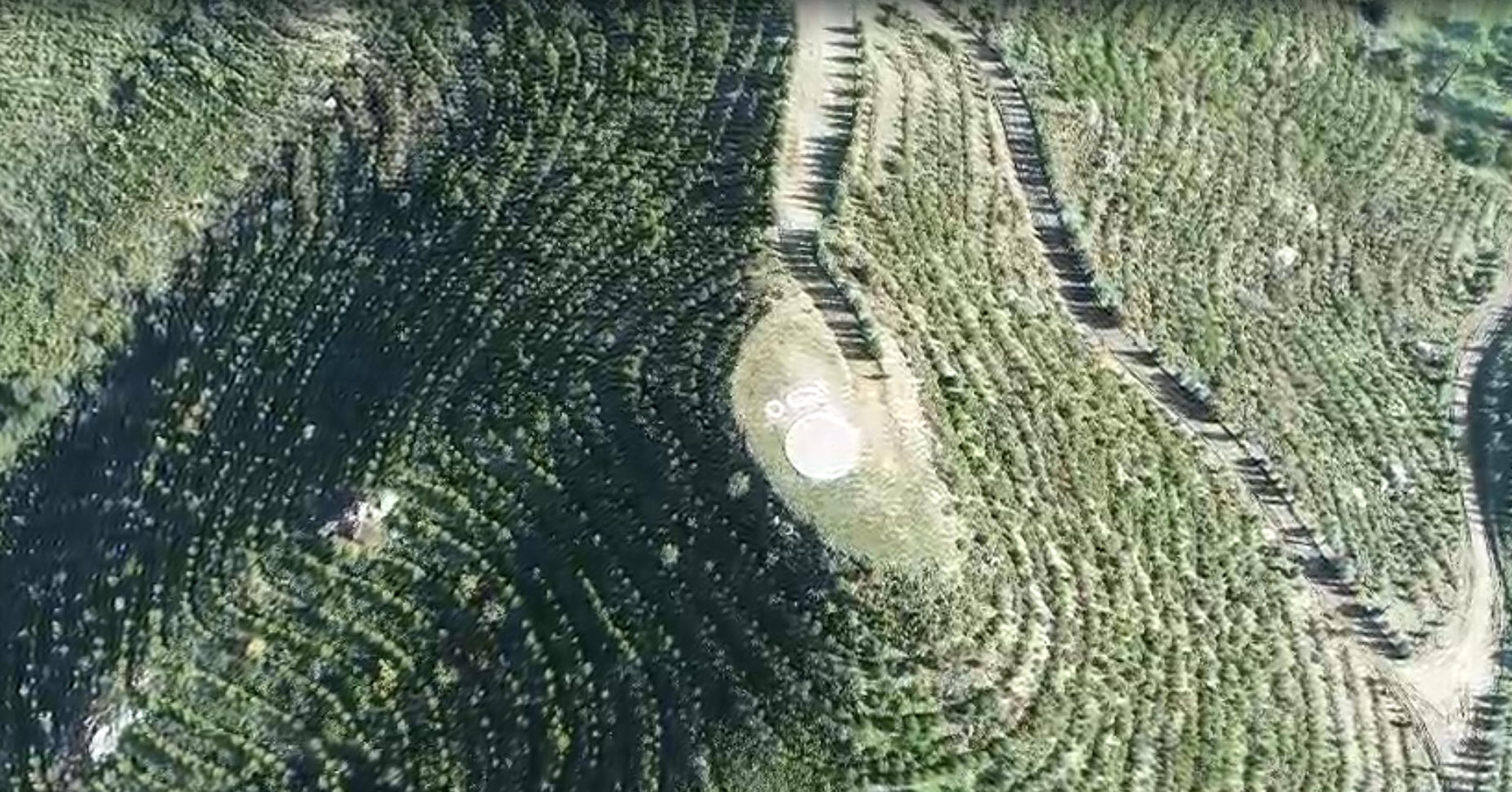 Dalaman'da yanan alanlar tekrar yeşerdi