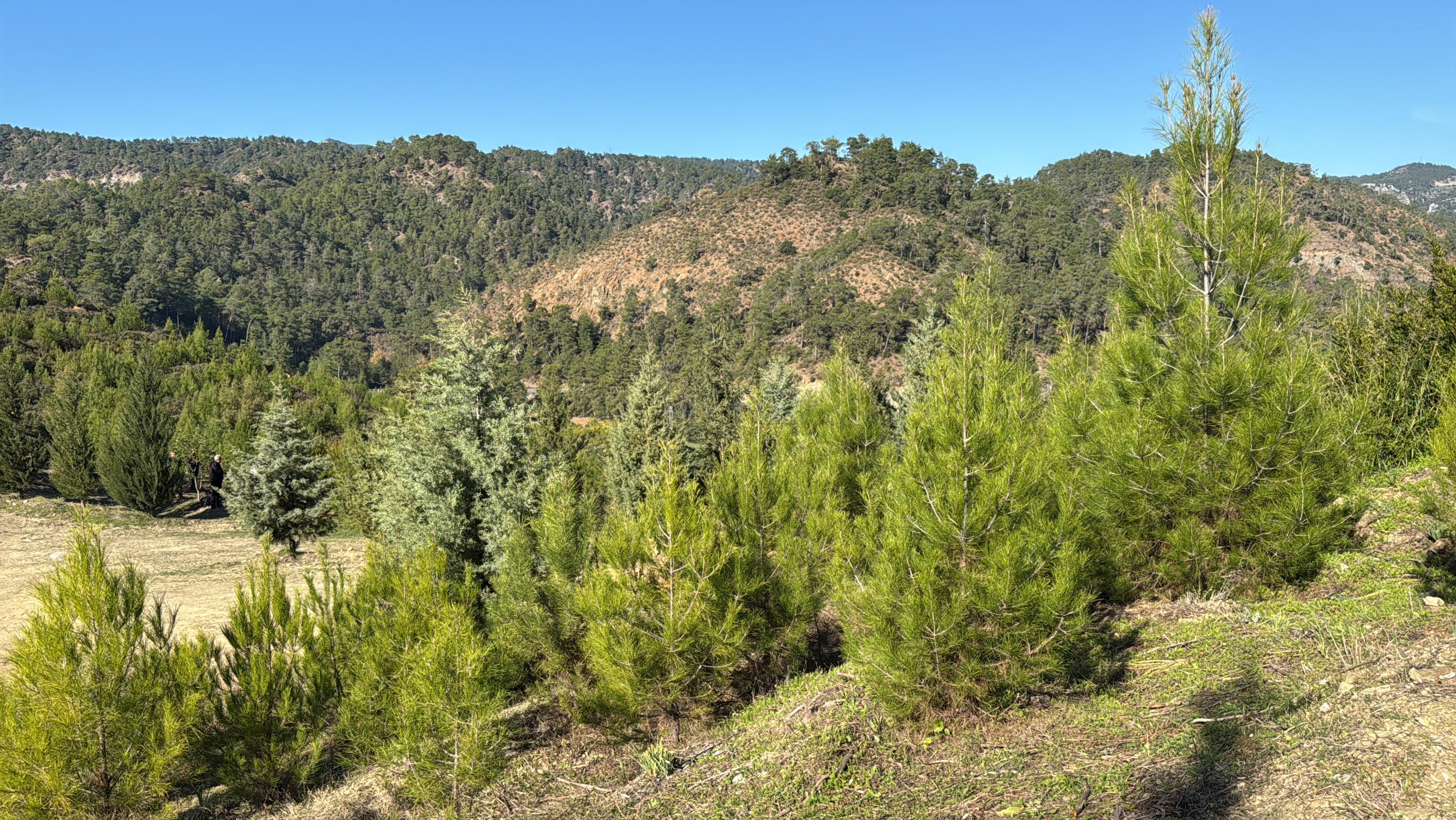 Dalaman'da yanan alanlar tekrar yeşerdi