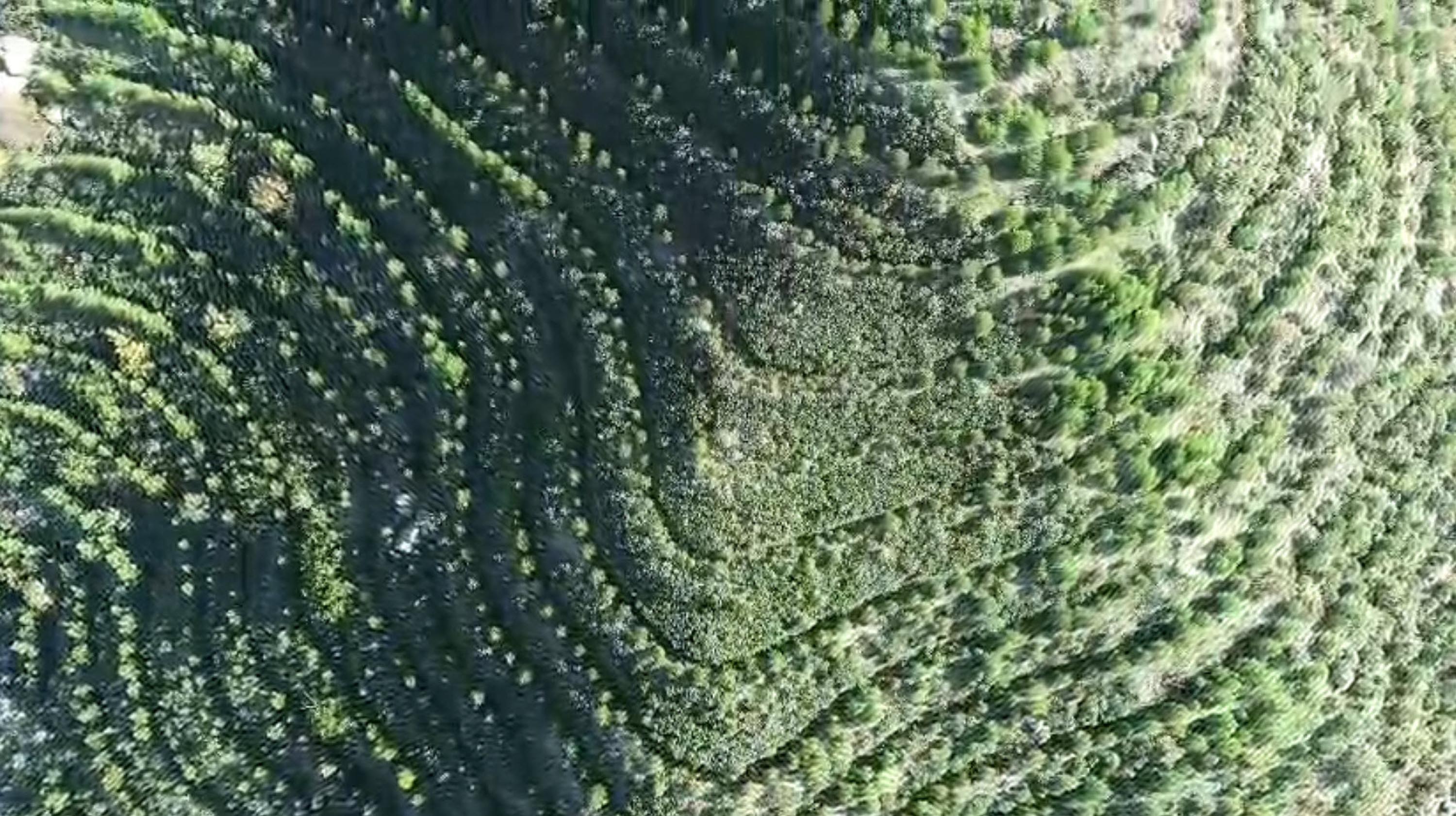 Dalaman'da yanan alanlar tekrar yeşerdi