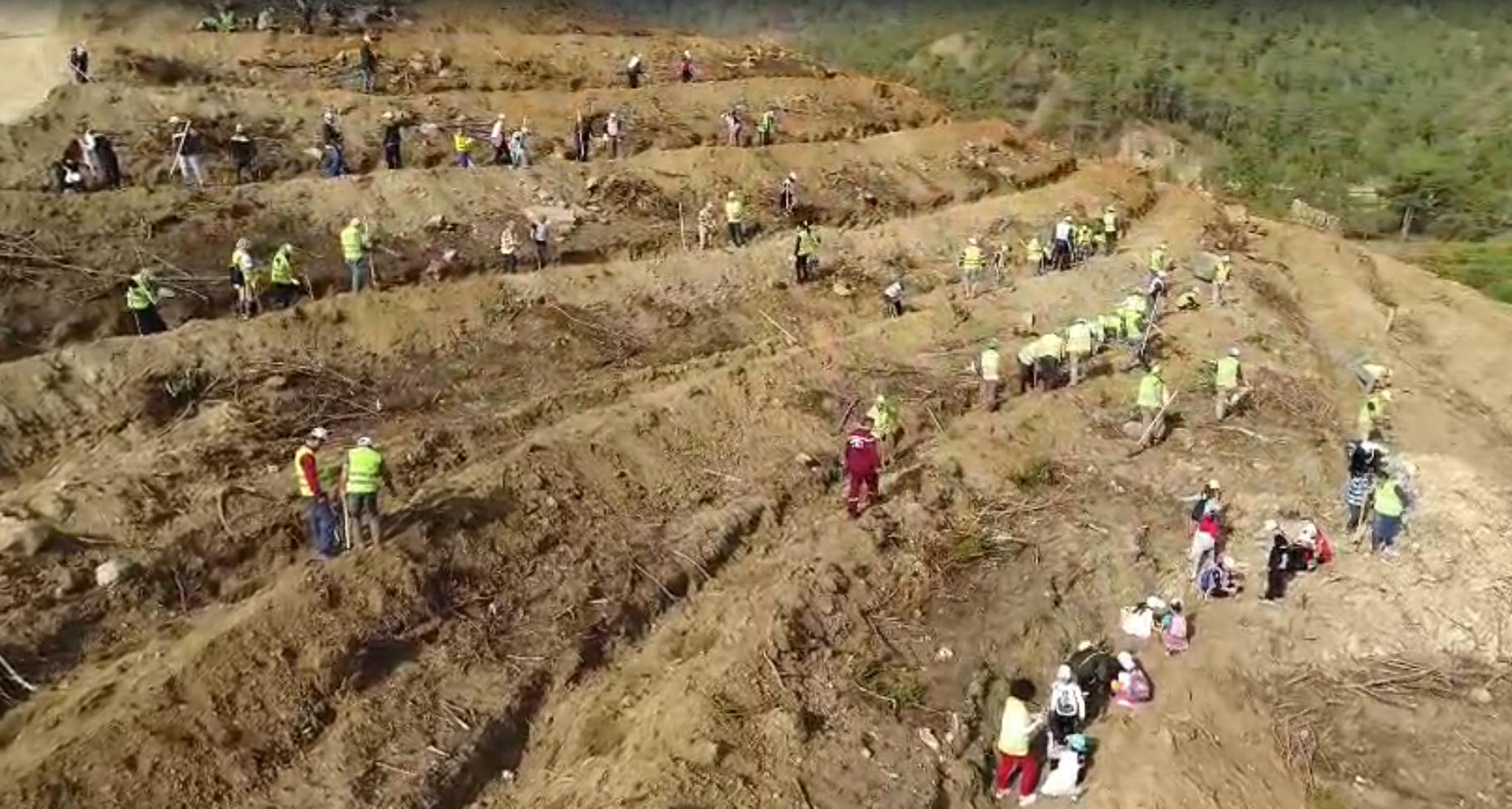 Dalaman'da yanan alanlar tekrar yeşerdi