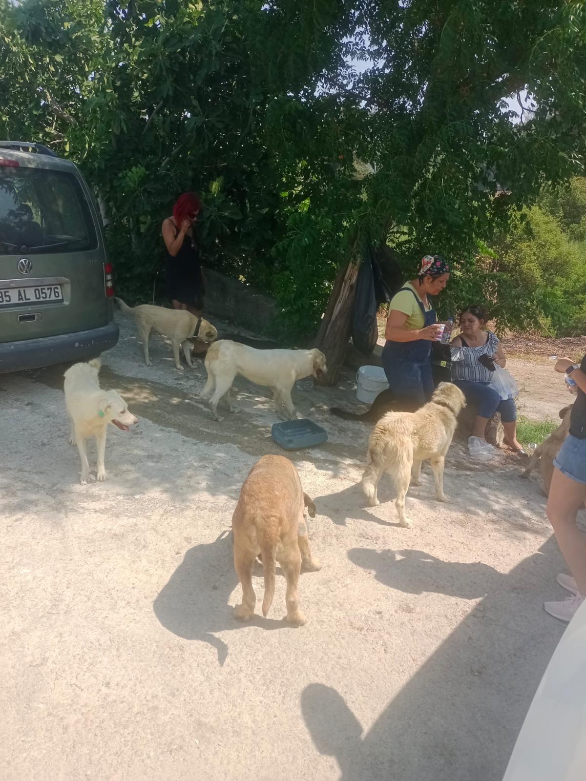 Foça'daki yangın bölgesinden yeni görüntüler!