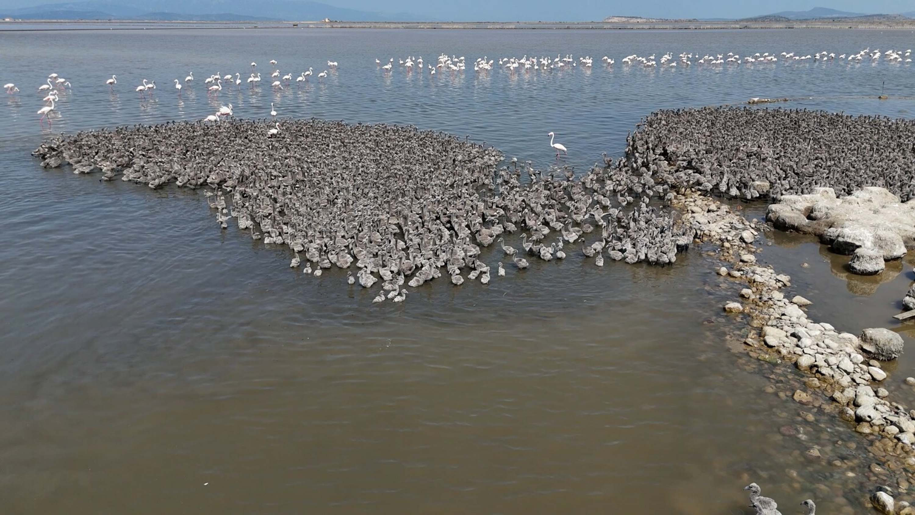 İzmir Kuş Cenneti, yaklaşık 13 bin flamingo yavrusuna ev sahipliği yapıyor