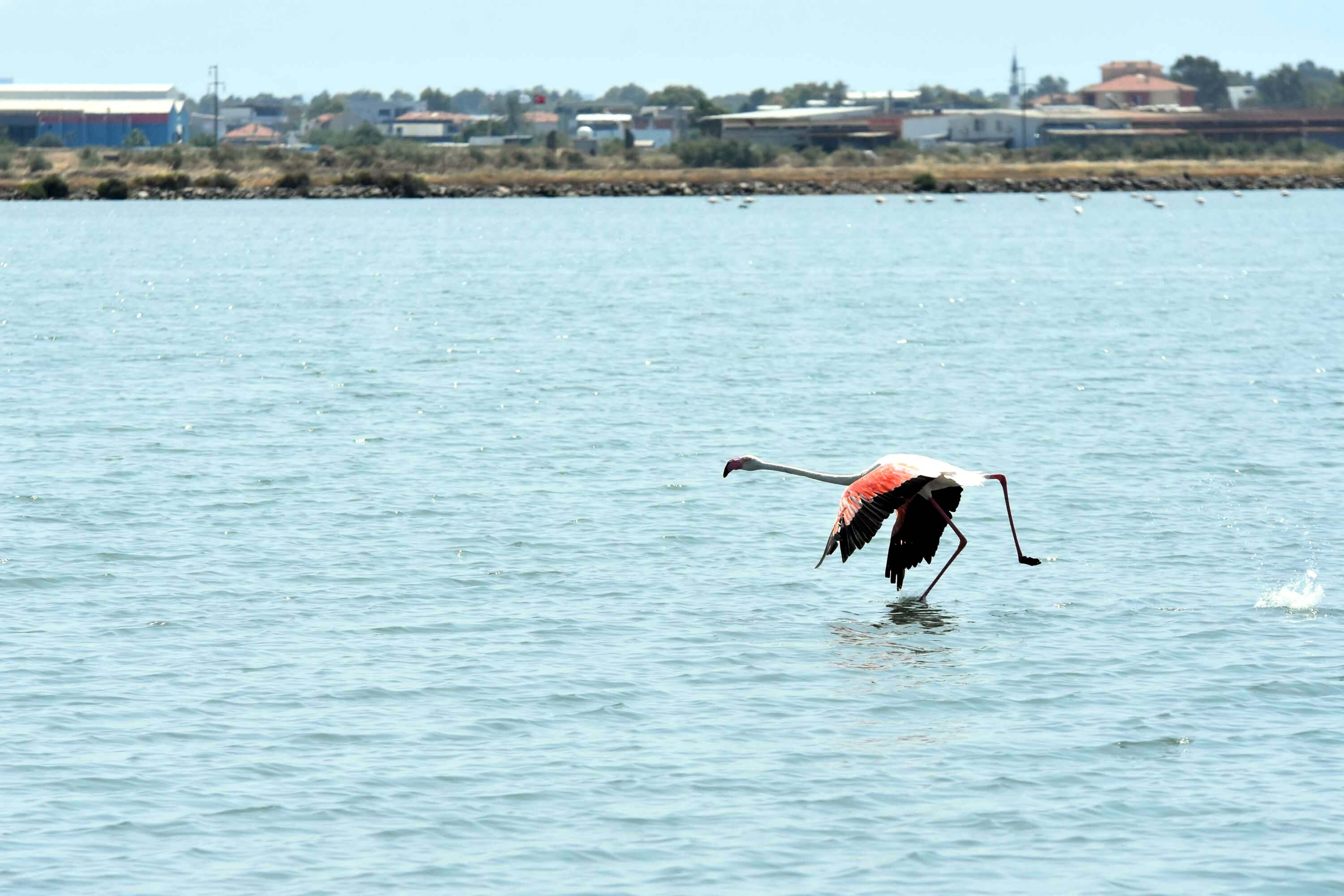 İzmir Kuş Cenneti, yaklaşık 13 bin flamingo yavrusuna ev sahipliği yapıyor