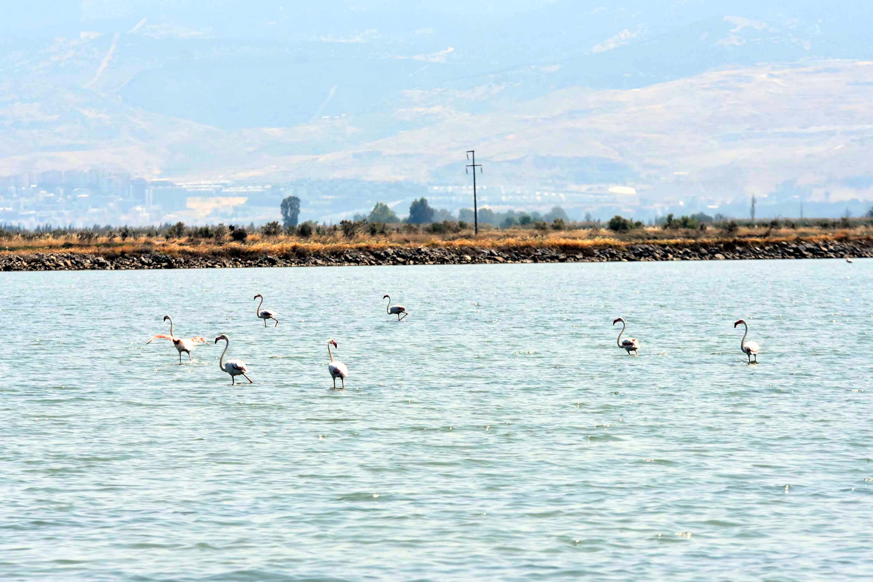 İzmir Kuş Cenneti, yaklaşık 13 bin flamingo yavrusuna ev sahipliği yapıyor