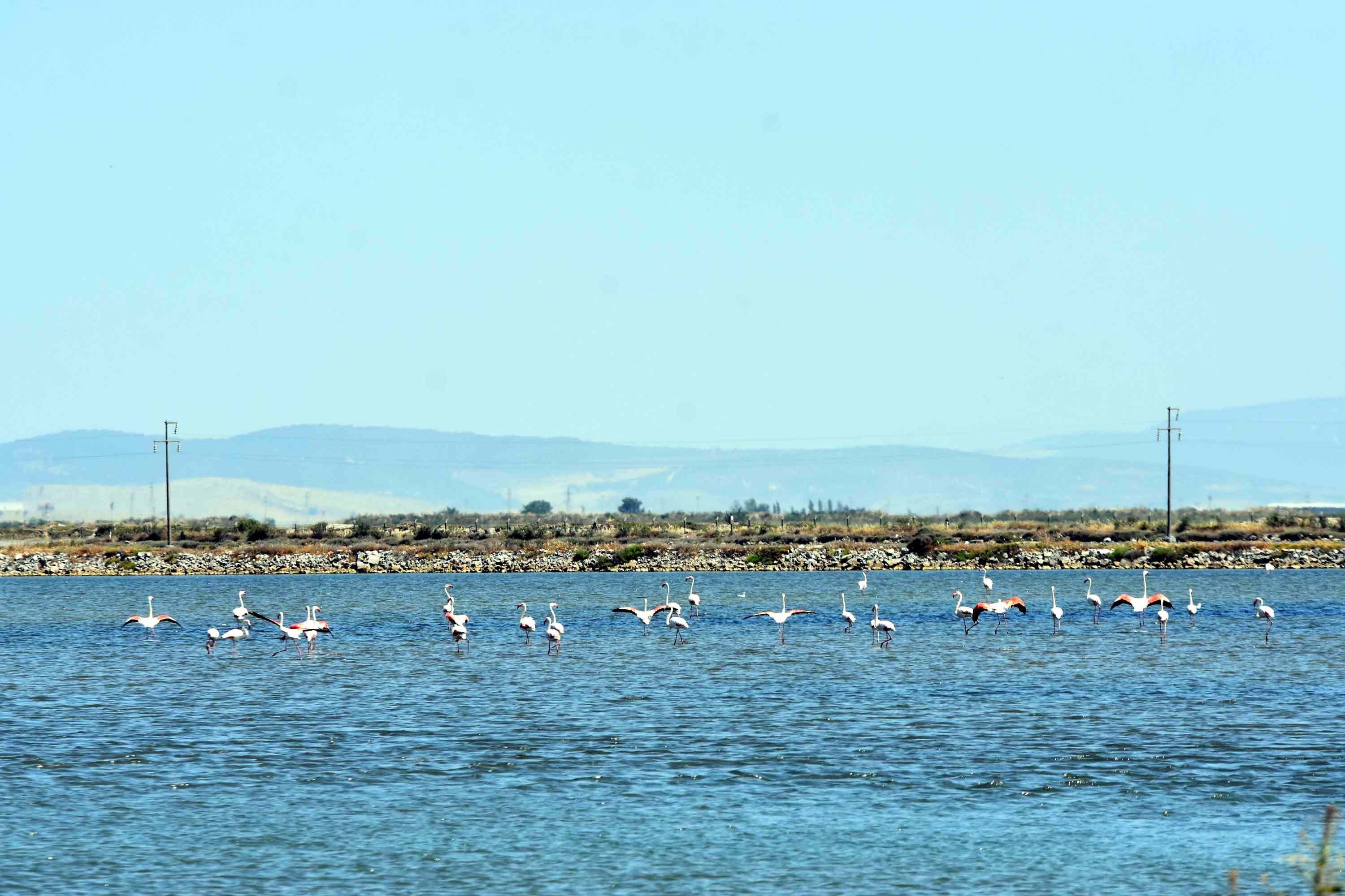 İzmir Kuş Cenneti, yaklaşık 13 bin flamingo yavrusuna ev sahipliği yapıyor