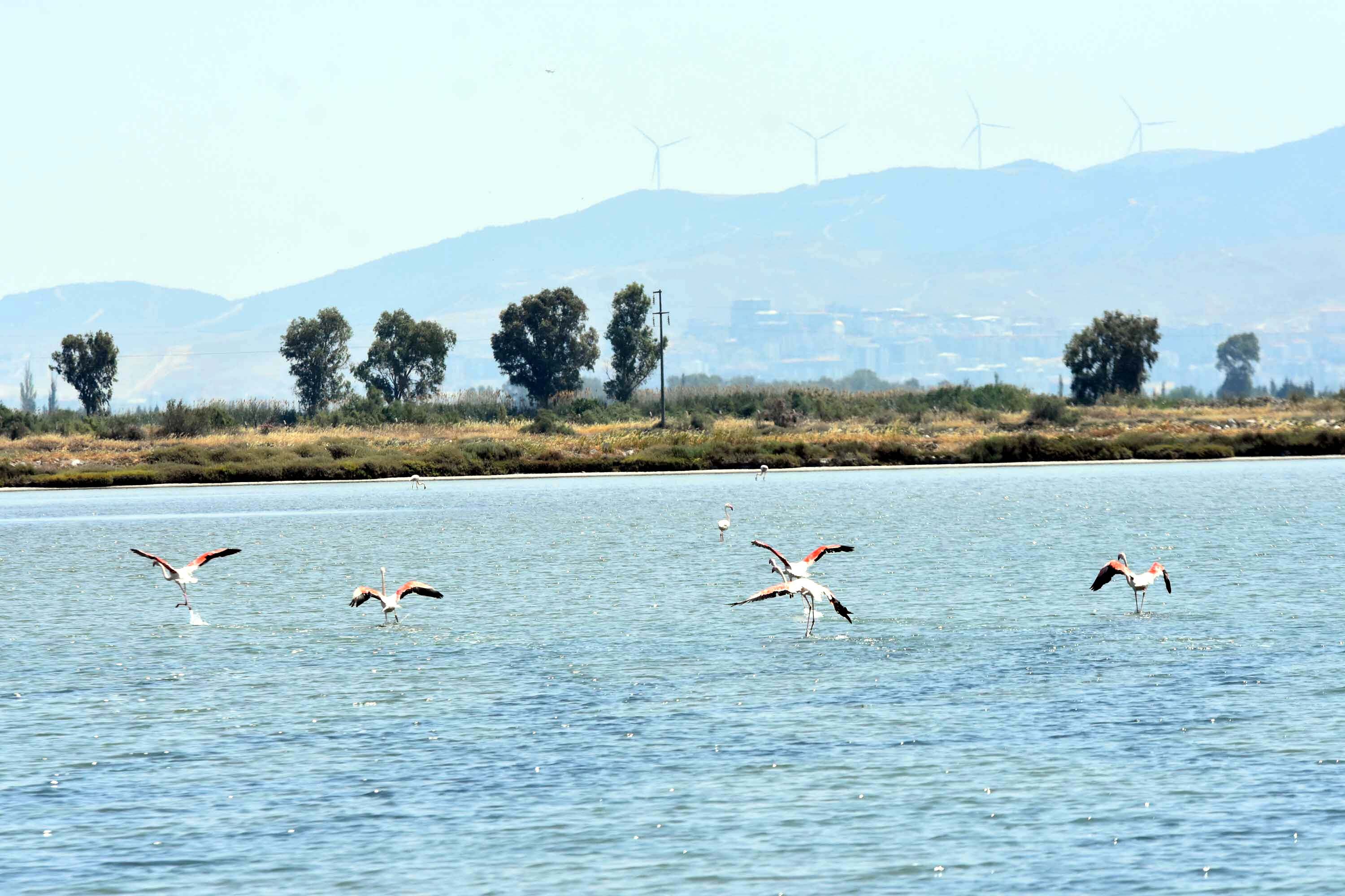 İzmir Kuş Cenneti, yaklaşık 13 bin flamingo yavrusuna ev sahipliği yapıyor