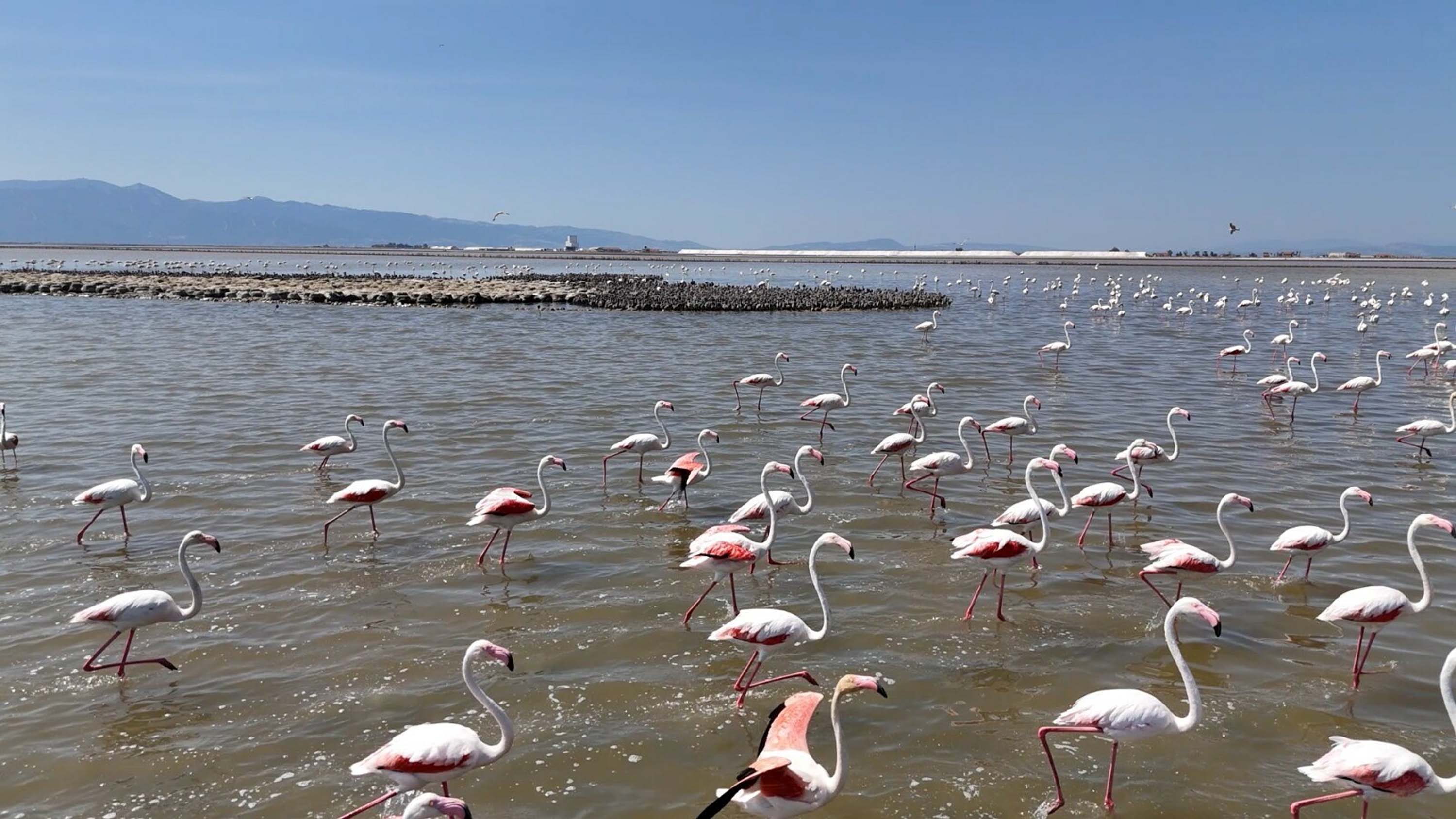 İzmir Kuş Cenneti, yaklaşık 13 bin flamingo yavrusuna ev sahipliği yapıyor