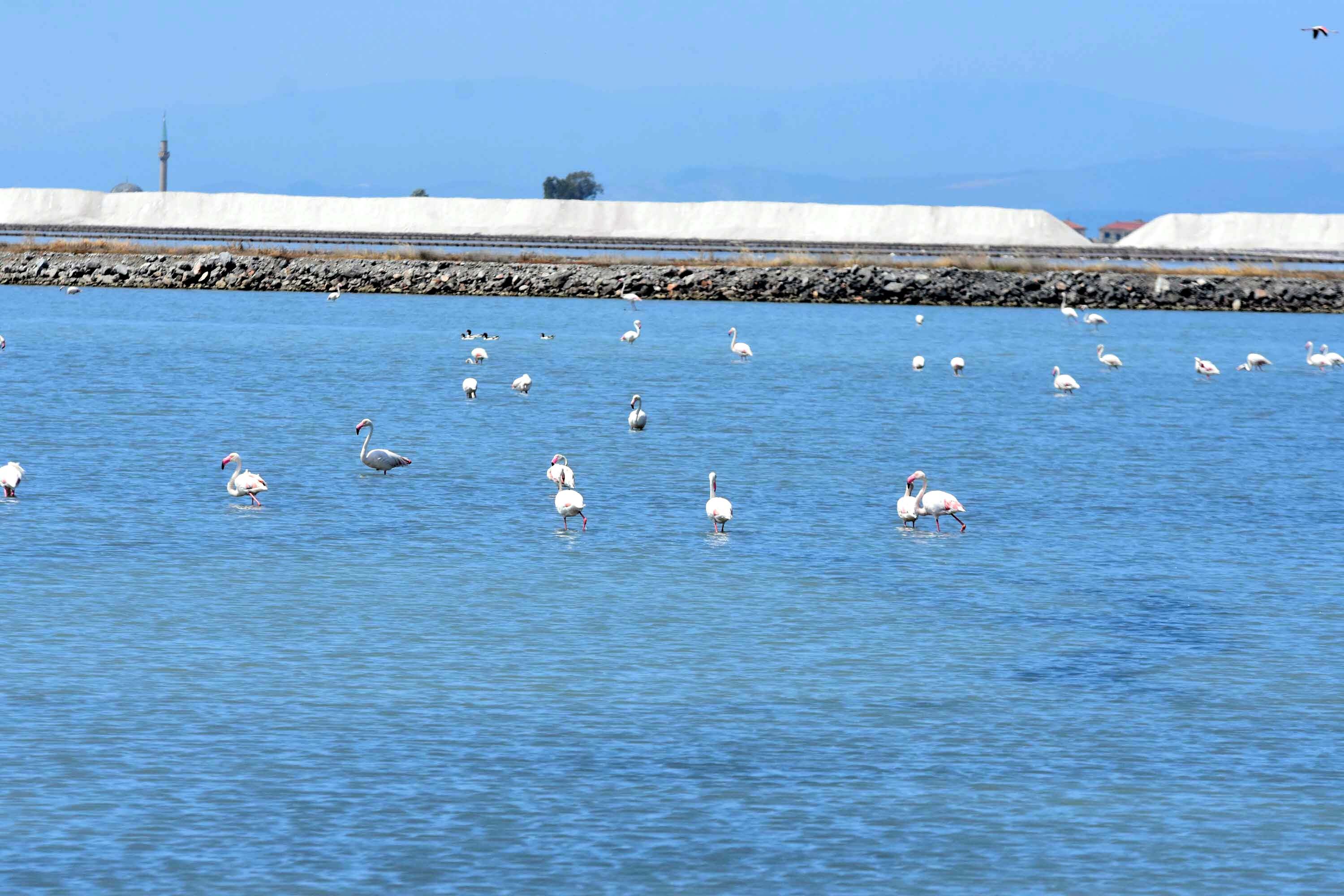 İzmir Kuş Cenneti, yaklaşık 13 bin flamingo yavrusuna ev sahipliği yapıyor