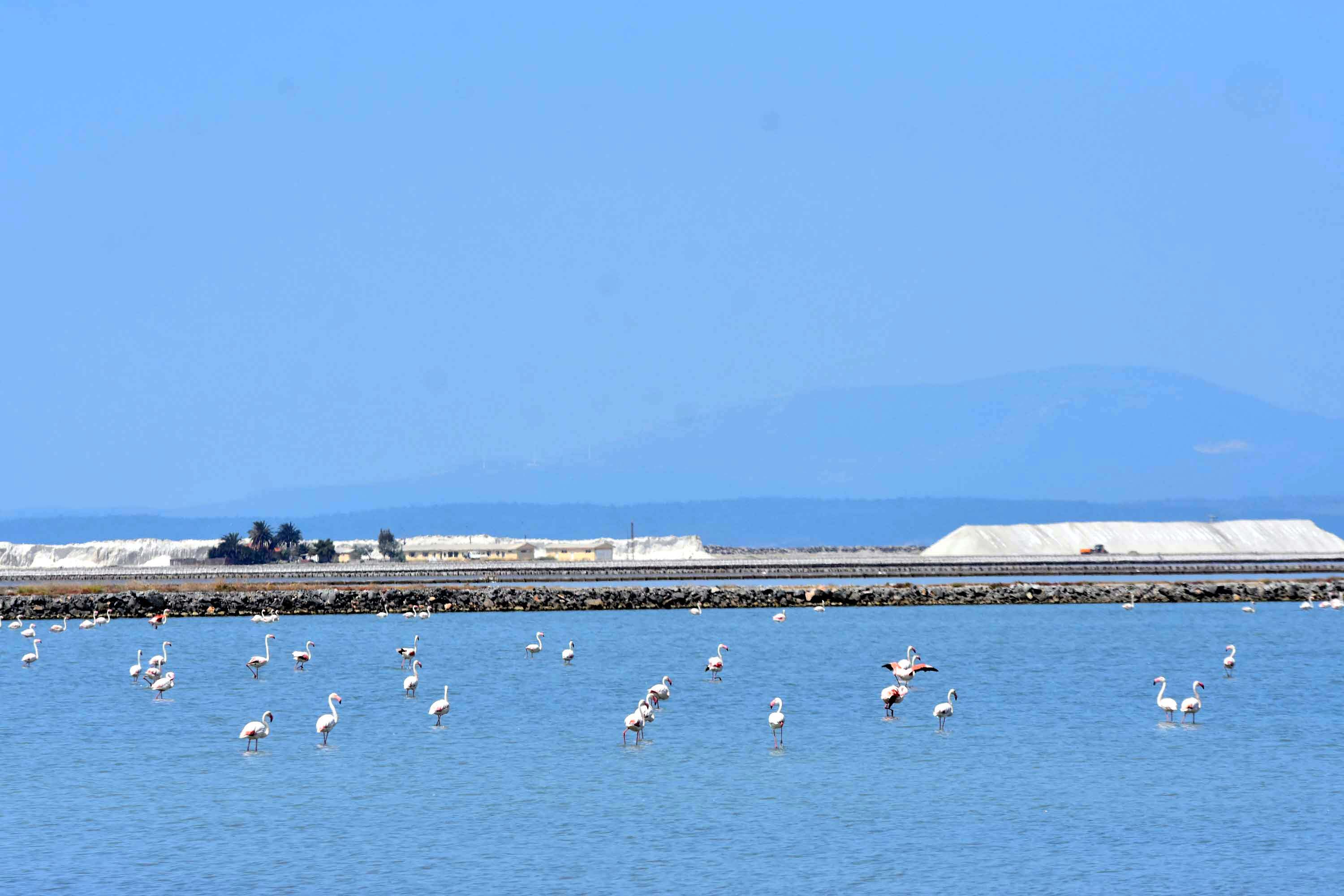 İzmir Kuş Cenneti, yaklaşık 13 bin flamingo yavrusuna ev sahipliği yapıyor