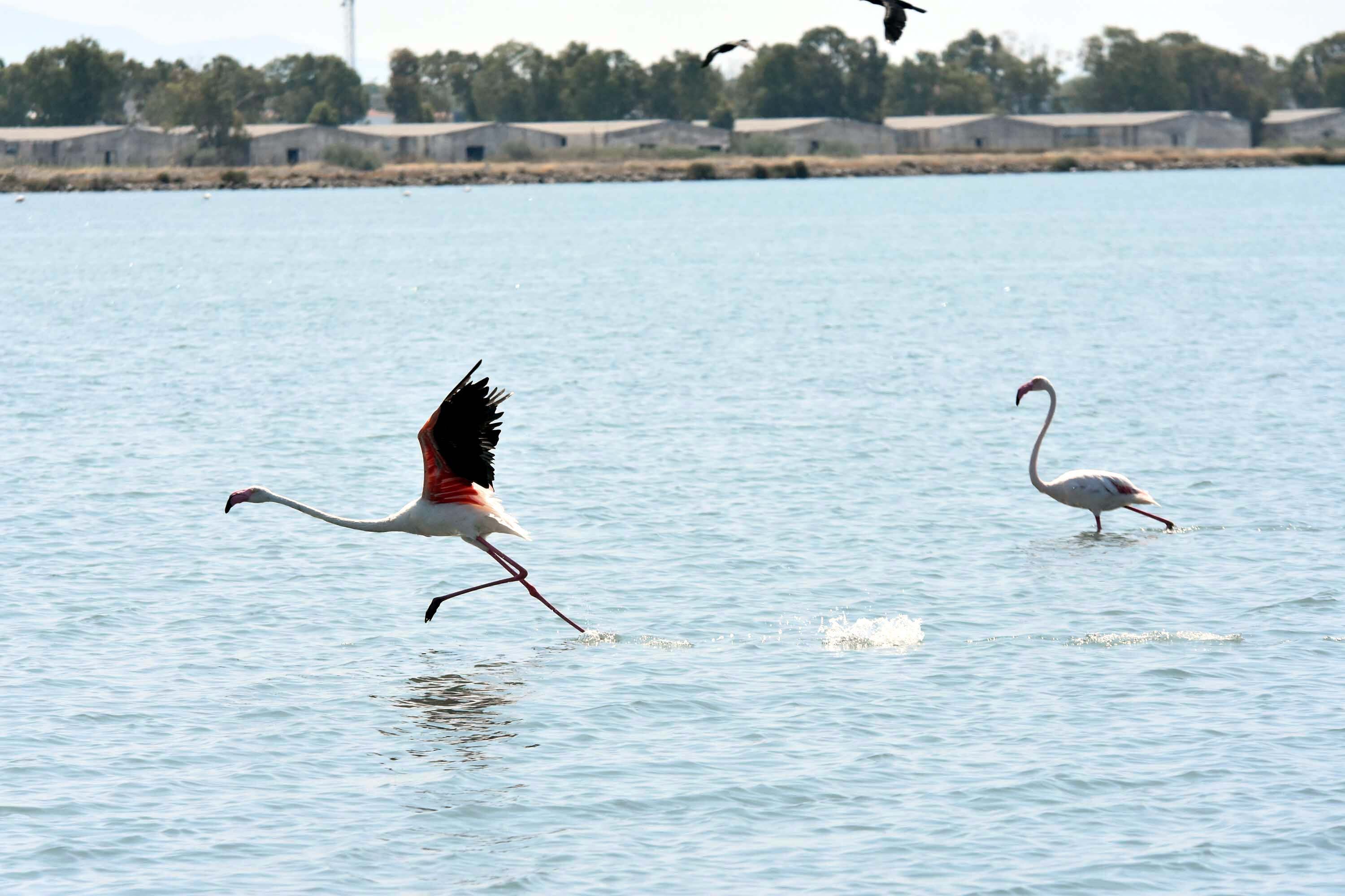 İzmir Kuş Cenneti, yaklaşık 13 bin flamingo yavrusuna ev sahipliği yapıyor