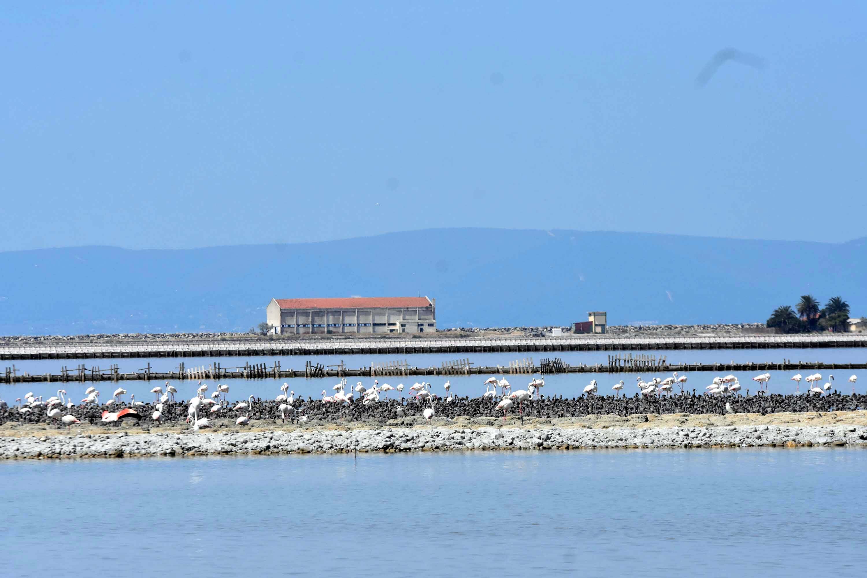 İzmir Kuş Cenneti, yaklaşık 13 bin flamingo yavrusuna ev sahipliği yapıyor
