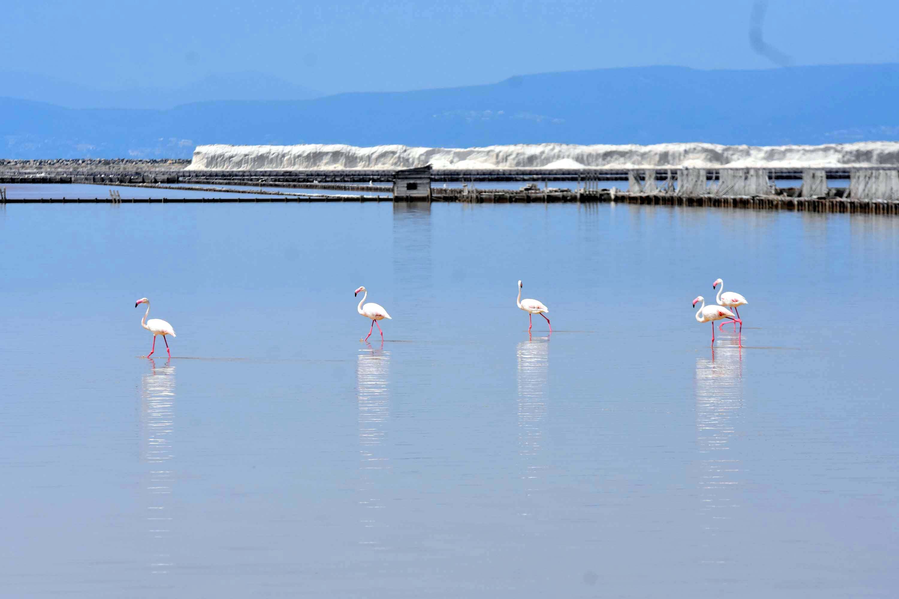 İzmir Kuş Cenneti, yaklaşık 13 bin flamingo yavrusuna ev sahipliği yapıyor