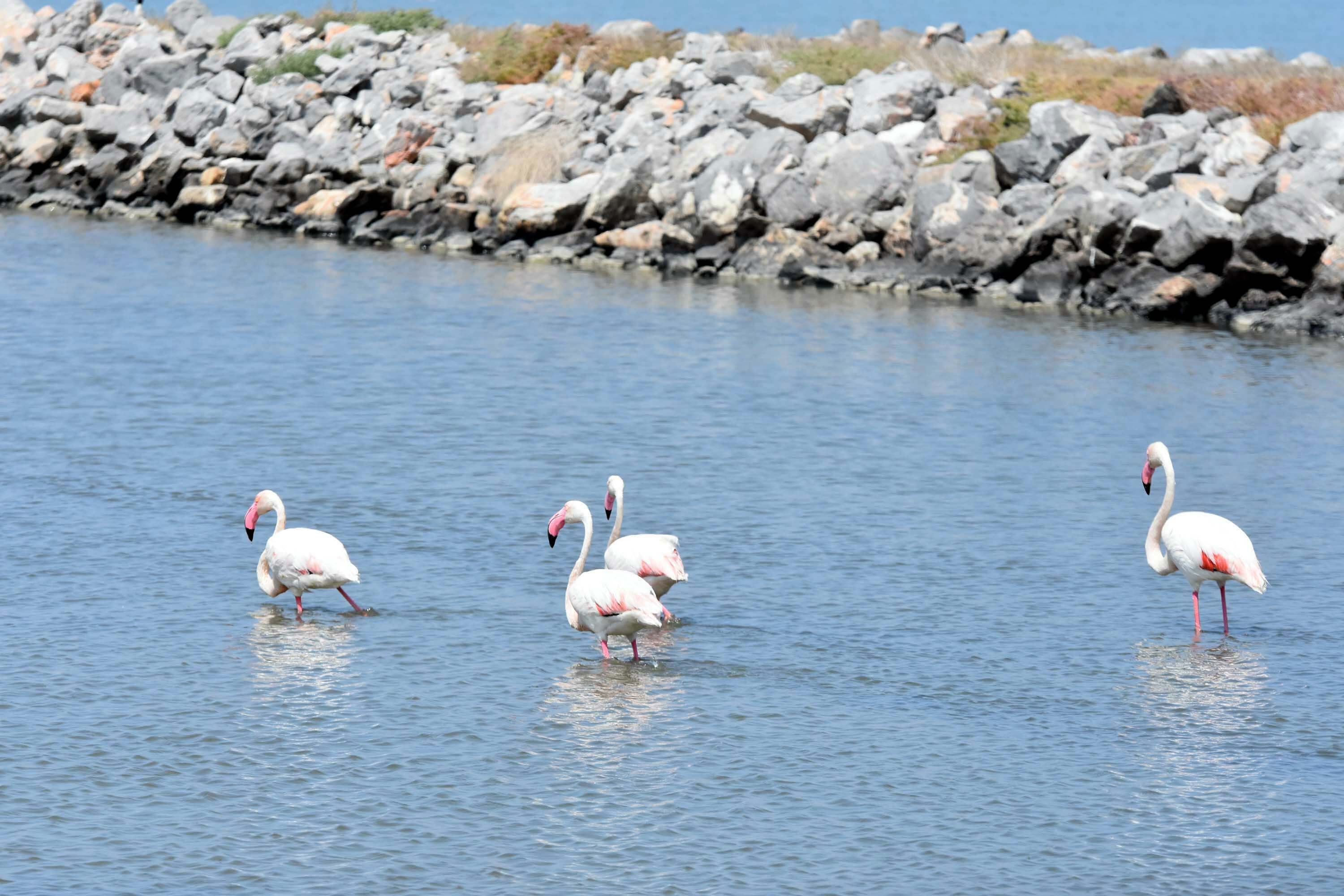 İzmir Kuş Cenneti, yaklaşık 13 bin flamingo yavrusuna ev sahipliği yapıyor