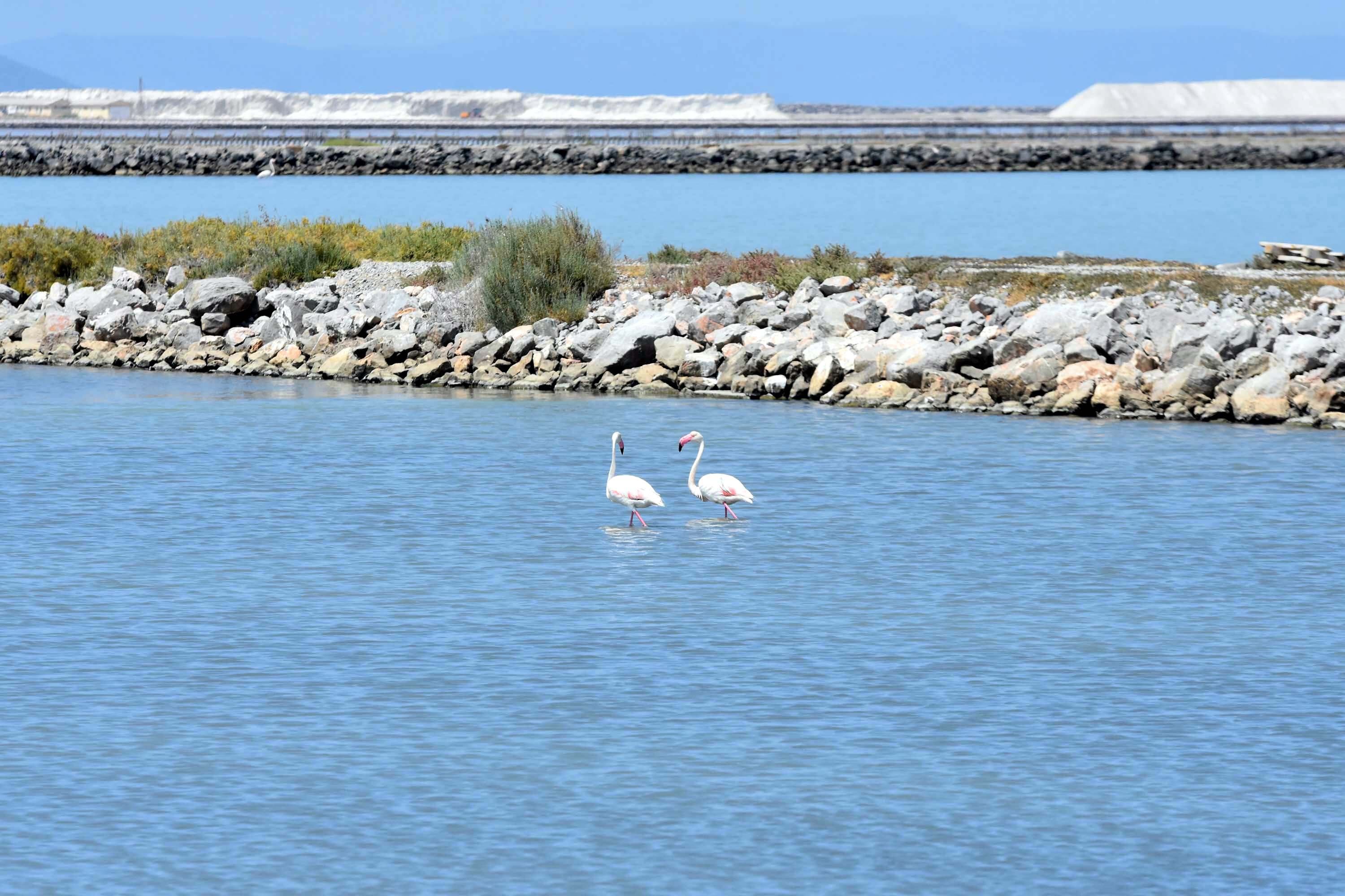 İzmir Kuş Cenneti, yaklaşık 13 bin flamingo yavrusuna ev sahipliği yapıyor