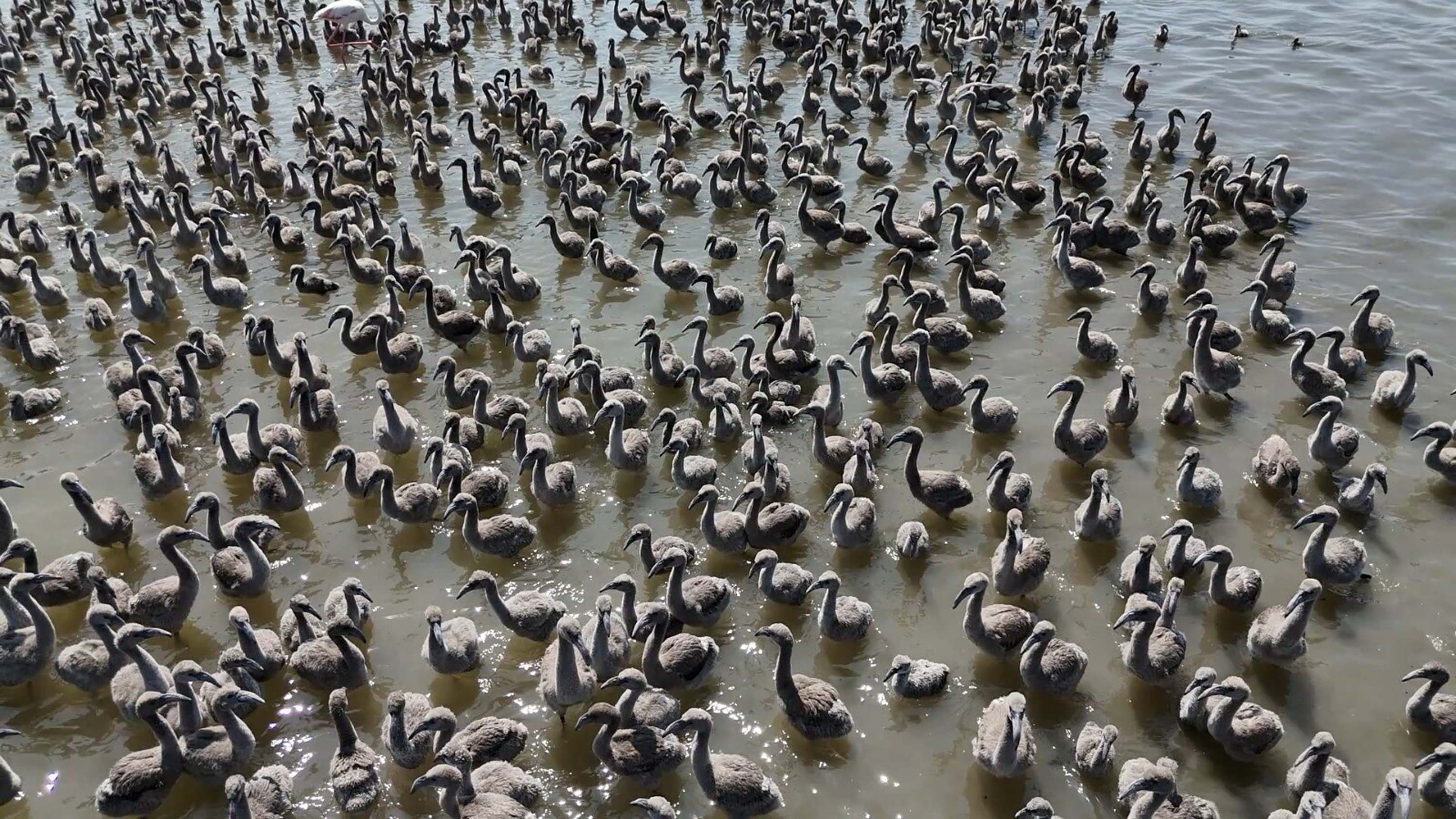 İzmir Kuş Cenneti, yaklaşık 13 bin flamingo yavrusuna ev sahipliği yapıyor