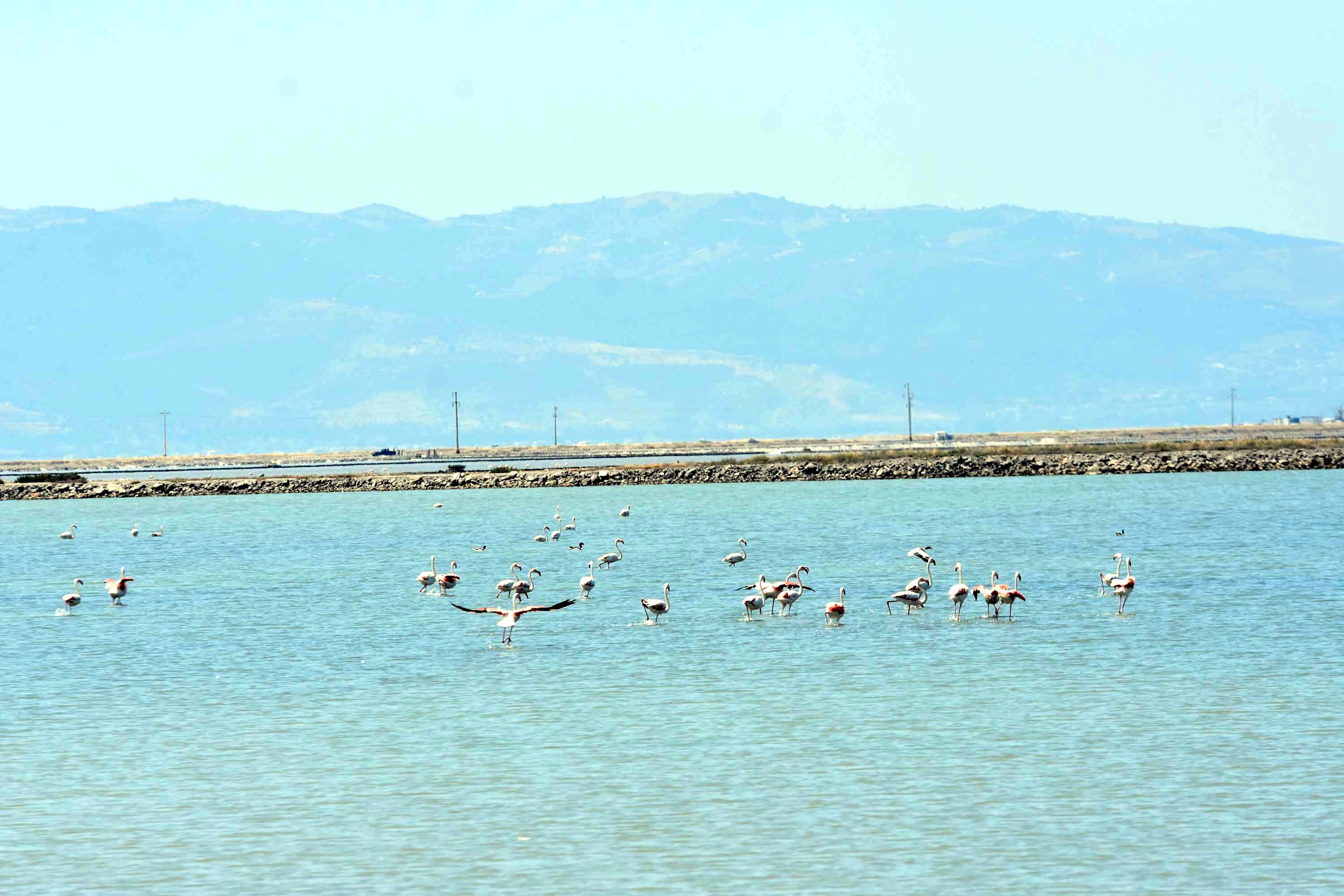 İzmir Kuş Cenneti, yaklaşık 13 bin flamingo yavrusuna ev sahipliği yapıyor